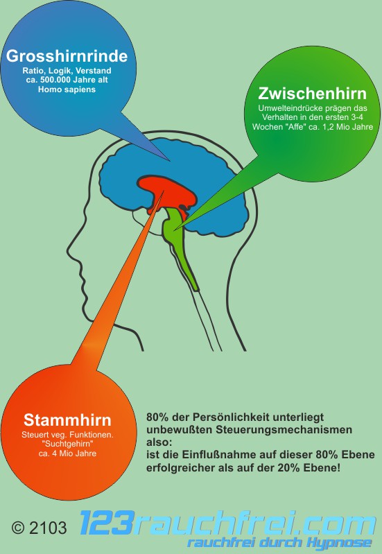 Gehirn-Beschreibung